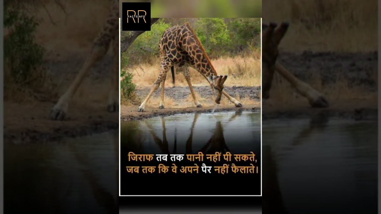 जिराफ़ तब तक पानी नहीं पी सकते जब तक की वे.....  - 