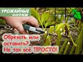 25 НЕПРИХОТЛИВЫХ МНОГОЛЕТНИКОВ в 1 видео! Легко даже для НОВИЧКОВ! Обрезать или оставить на зиму?