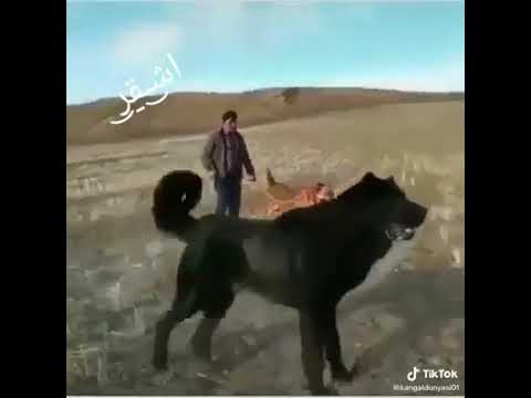 كلاب كانجال ضخمة 