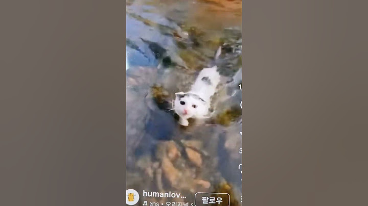 #다이빙하는냥이~ 우와 진짜 신통방통한 이쁜냥이~