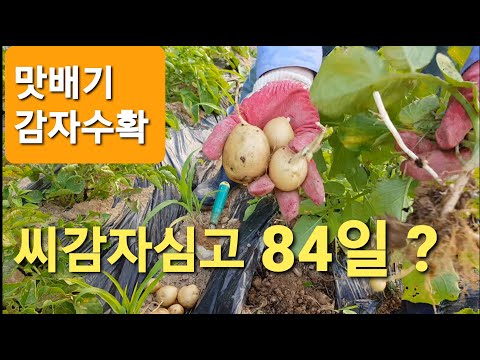 맛배기감자수확, 씨감자심고 84일째 감자씨알 크기는 과연? How thick is the potato seed on the 84th after planting the potato?