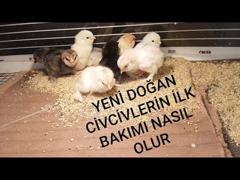 Video: İş planı: örnek, başlık sayfası, yapı