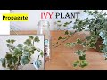 IVY plant Propagate from cutting:: How to water propagate IVY plant in pot ::indoor plant