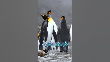 سورة محمد و،.كا.نك تسمعها لأ؛؛و.ل مر.ة💛💖،؛🌸💙💟؛،🌼🌷بصوت الشيخ حمزة مدبو.ح 🌼..💚🧡،.🌻🌹..🌻💮