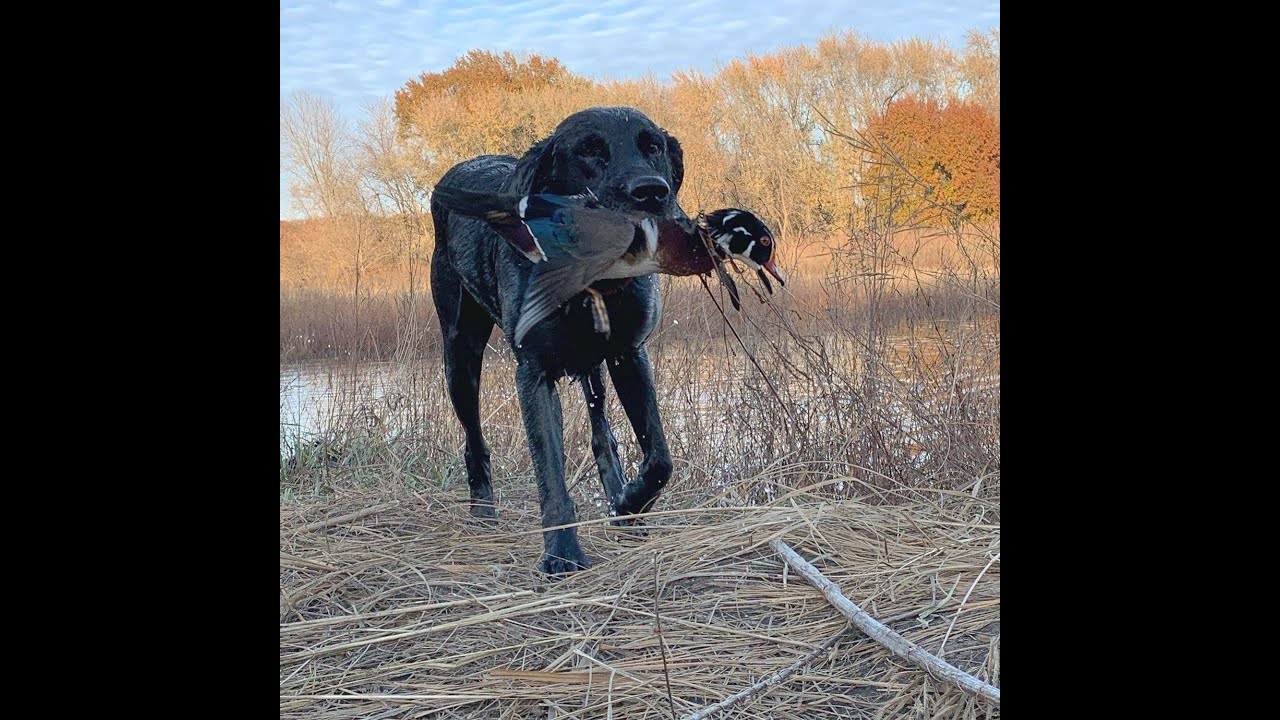 Missouri Duck Season 2019 by Kevin Dooley DVM YouTube