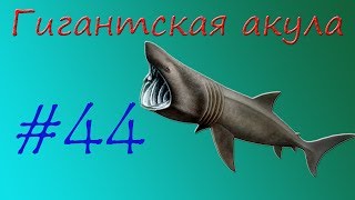 Гигантская акула Гигантская акула