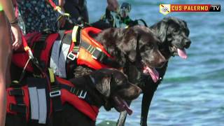 Labrador da salvataggio e YouDive Grande successo alla Baia del Corallo