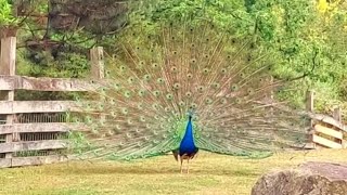 Peacock