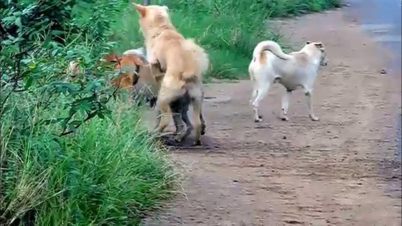 dog-group-mating-youtube