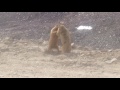 marmot fight below khardonglha north polu leh ladakh/gatch
