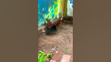 #rắnhổmang Cuộc đối đầu kinh điển giữa rắn hổ mang và chim bìm bịp #kingcobra ￼