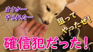 【柴犬】帰ってきて待っててくれたのはパパじゃなかった…　まさかそんな落ちがあるとは…😱