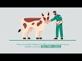 Footandmouth disease fmd  merck veterinary manual