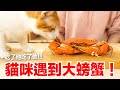 【好味小姐】貓咪遇到大螃蟹！吃了他吃了他！｜貓副食｜貓鮮食廚房EP203