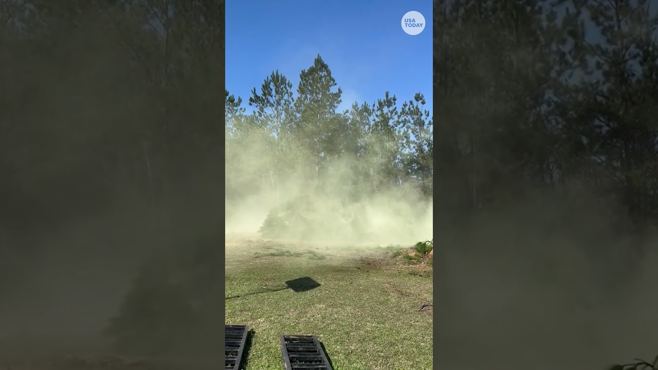 Massive Pollen Plume Rises From Fallen Tree Shorts