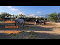 Episodio #2 Cómo alimentar bien a un caballo. Aprende cómo funciona la mente de un caballo 2