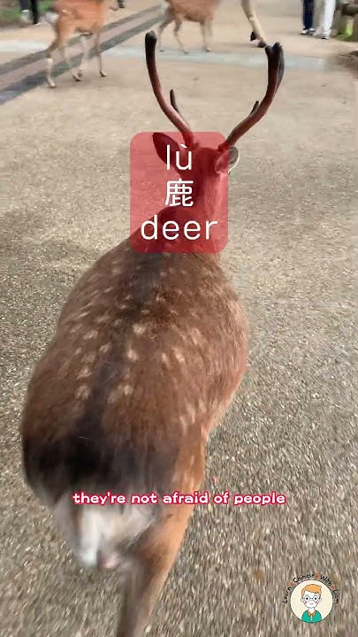 How To Say deer In Chinese chineselanguage chineseculture how-to-say-deer-in-chinese-chineselanguage-chineseculture