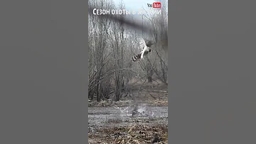 Нападение хищника на подсадную утку #shorts #hunting #huntingduck #охота #охотанауток
