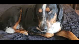 Best Waterproof Blanket for Pets and Couch Protection Best Waterproof Blanket for Pets and Couch Protection