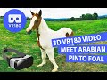 3D Meet the Animals: 6 week old Pintabian Pinto Arabian foal [VR180]