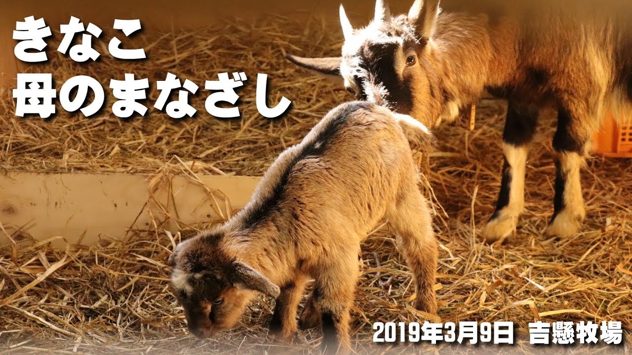 生後7日目 お母さんの真似してもぐもぐもぐ 赤ちゃんヤギ Baby Goat 19年3月15日 吉懸牧場 Youtube 生後7日目 お母さんの真似してもぐもぐもぐ 赤ちゃんヤギ Baby Goat 19年3月15日 吉懸牧場 Youtube
