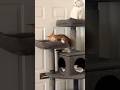 When you find out your cat is actually a demon #cats #demoncat #orangecat #catsrule