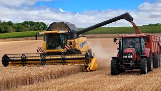 Moisson dans les vignes avec cette CR9070 | Moisson 2026