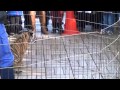 浜松市動物園　やんちゃなアムールトラの男の子