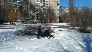 Дети играют на снегу/Children playing in the snow