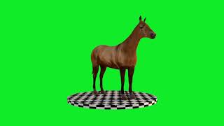 Horse Green Screen Video