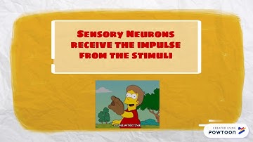 Mission Impulseable- Journey through the Nervous System