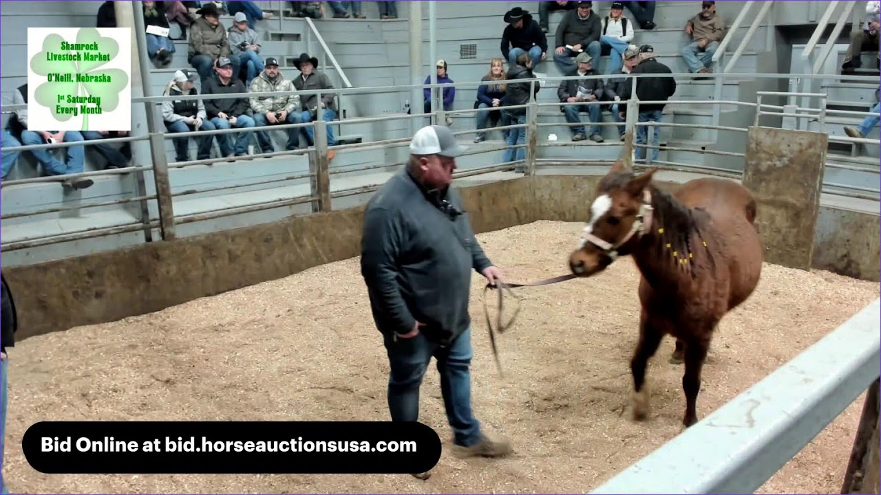 Shamrock Livestock Market Horse Sale