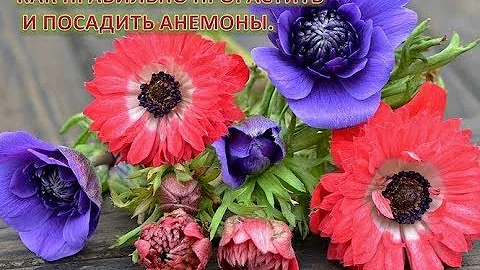 Как правильно прорастить и посадить анемоны.