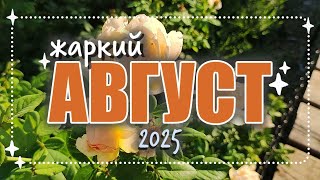 картинка: ✦ живу как могу целый август ✦ жара и хлопоты ✦