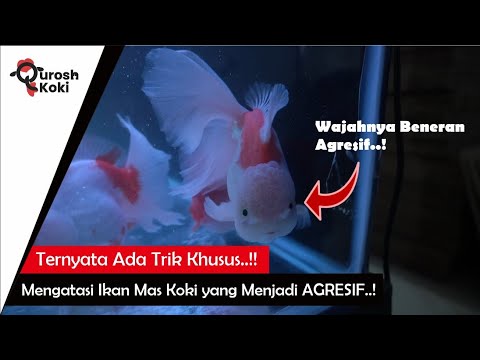 Video: Benci Ketika Pet Dies In A Movie? Dapatkan A Heads Up!