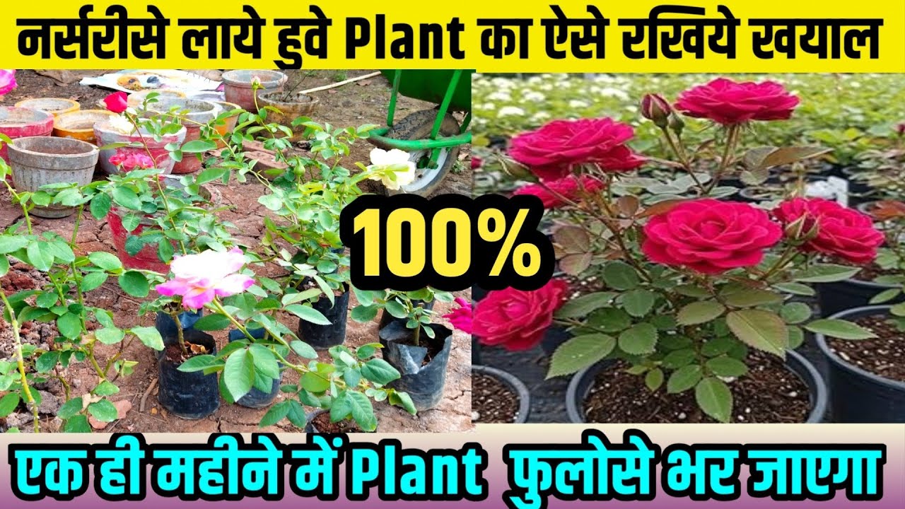 नर्सरीसे लाये हुवे Plant का ऐसे रखिये ख़याल,एक भी Plant मरेगा नही/Best Gardening Tips/Best Fertilizer