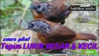 Suara Pikat burung TEPUS LURIK Top MARKOTOP