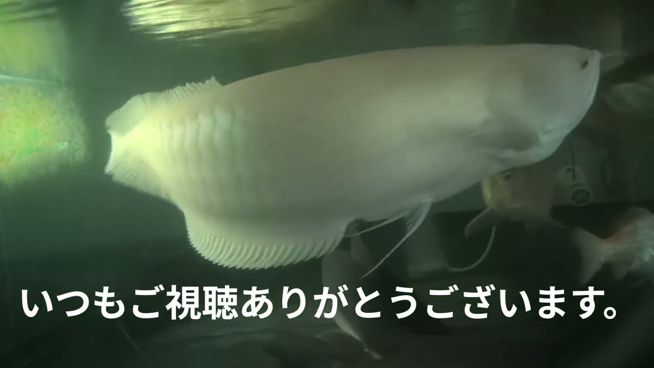 アジアアロワナ混泳  紅龍、ブラックアロワナ、アルビノシルバーアロワナ、スポッテッドバラムンディ サーモンキャット混泳　2m水槽