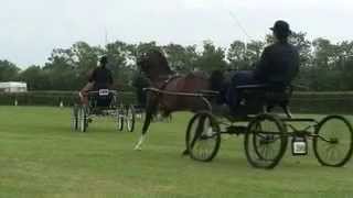 beautiful hackney Horses