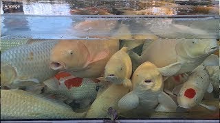 Modern Koi Home Entertainment - Folge 9