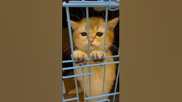 Thumbnail of Anak kucing meong-meong|cute cat#youtubeshorts