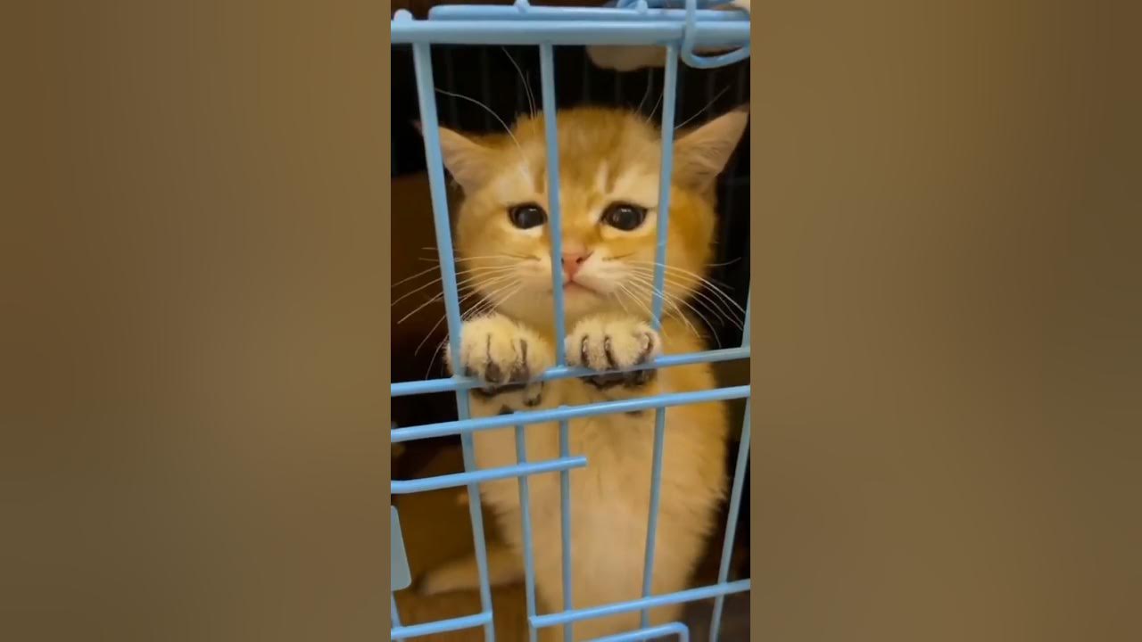 Anak kucing meong-meong|cute cat#youtubeshorts