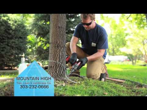 Protect your Trees from the Emerald Ash Borer - Mountain High Tree, Lawn & Landscape - video from Mountain High Tree