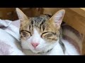 子猫の時からママ大好きは変わらない猫バロン