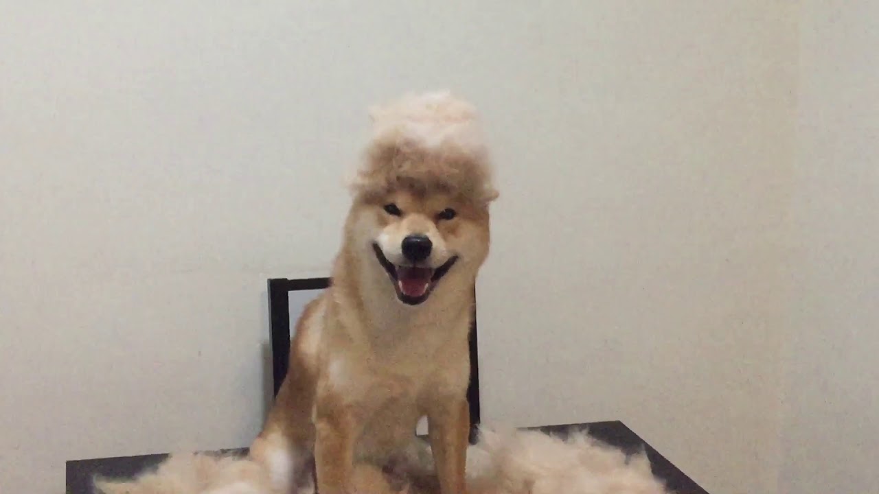 Shiba Inu Grooming Day Shed Happens Brush It Off