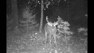 WHAT HAPPENED ???? Bucks Went Nocturnal....Buckman