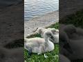 Baby swans in Oslo 🦢