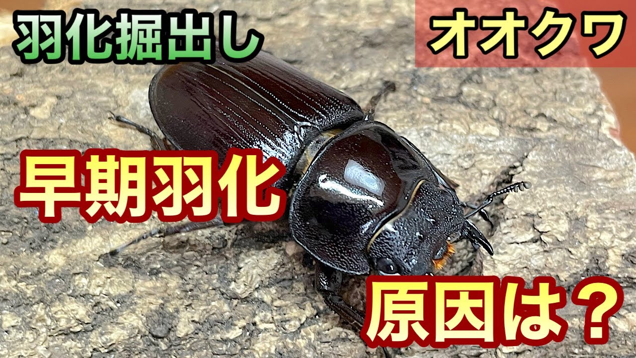 早期羽化】するとどうなる？【オオクワガタ】成虫の掘り出し - YouTube