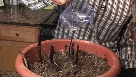 How to Wake Up Your Plants For Spring - DayDayNews