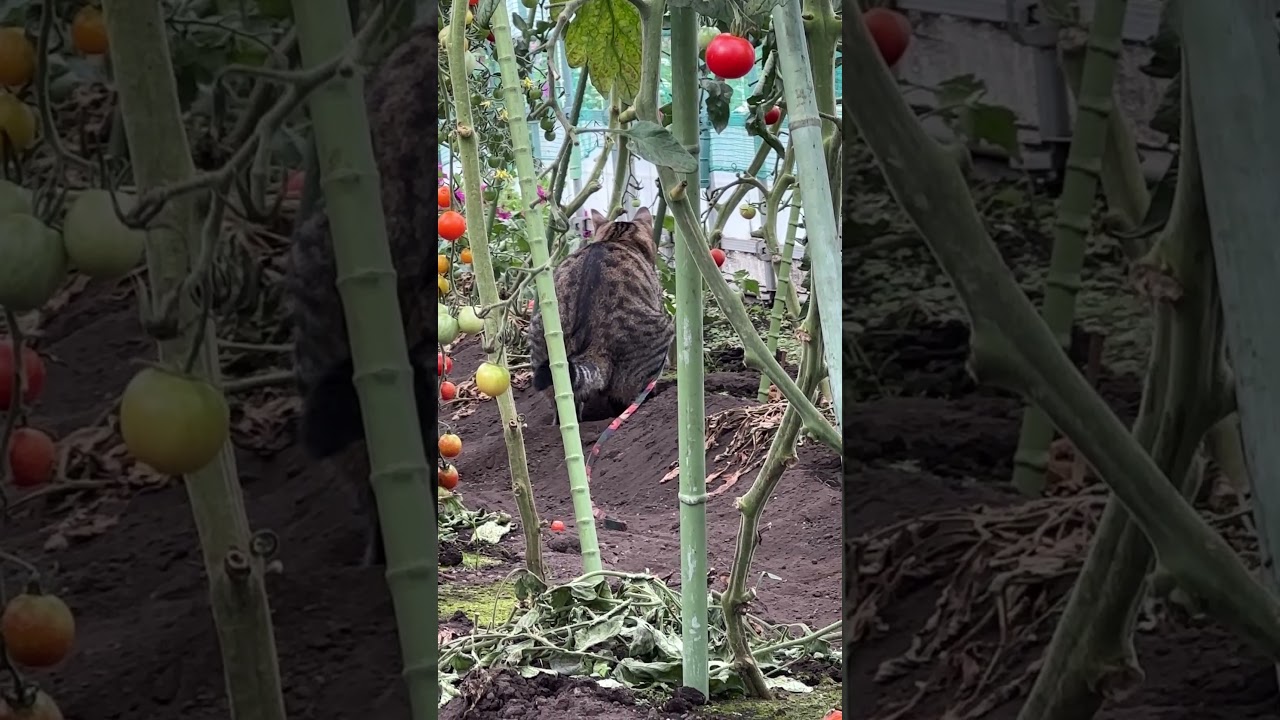 🍅畑でつかまえて。この哀愁のある背中見てほしい。ココ掘れからのうんうん。からの警戒の顔まで見てほしい。 #猫 #cat #猫のいる暮らし